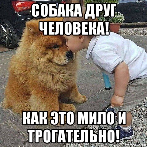 собака друг человека! как это мило и трогательно!, Мем Собака друг человека