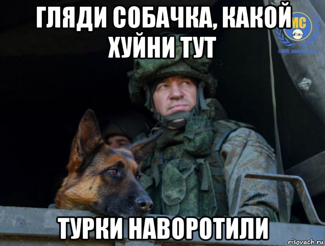 гляди собачка, какой хуйни тут турки наворотили, Мем Собака-миротворец