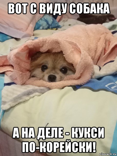 вот с виду собака а на деле - кукси по-корейски!, Мем Собака шаурма