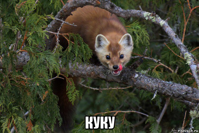  куку