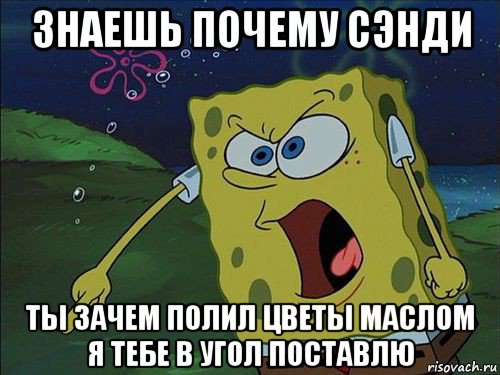 знаешь почему сэнди ты зачем полил цветы маслом я тебе в угол поставлю, Мем Спанч боб