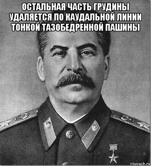 остальная часть грудины удаляется по каудальной линии тонкой тазобедренной пашины 