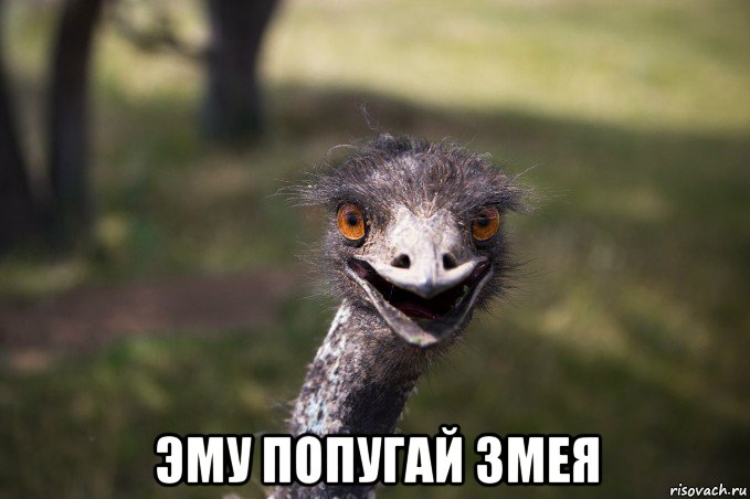  эму попугай змея