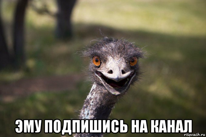  эму подпишись на канал