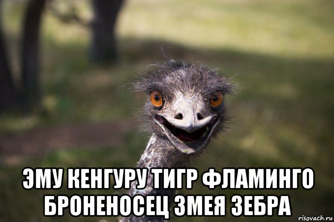  эму кенгуру тигр фламинго броненосец змея зебра