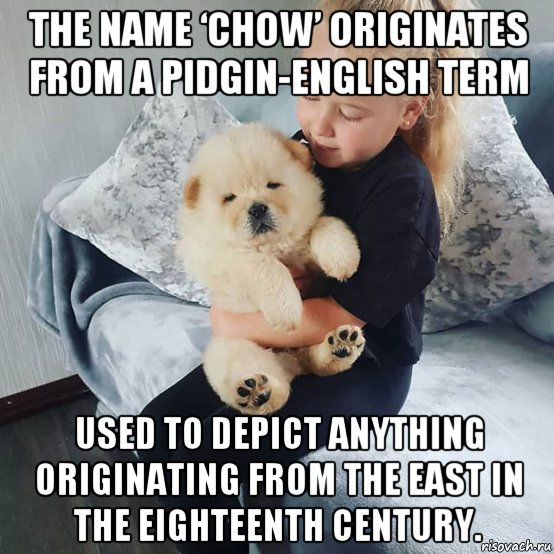 the name ‘chow’ originates from a pidgin-english term used to depict anything originating from the east in the eighteenth century., Мем The name Chow originates from a pidgin-English term used to depi