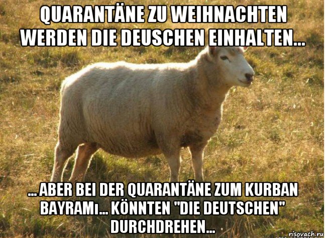 quarantäne zu weihnachten werden die deuschen einhalten... ... aber bei der quarantäne zum kurban bayramı... könnten "die deutschen" durchdrehen..., Мем Типичная овца