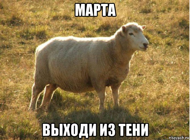 марта выходи из тени, Мем Типичная овца