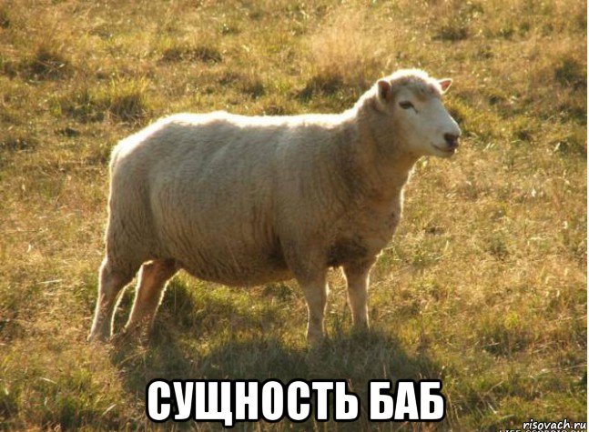  сущность баб, Мем Типичная овца