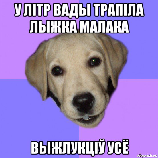 у літр вады трапіла лыжка малака выжлукціў усё, Мем Типичный щенок лабрадора