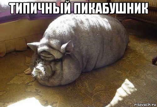 типичный пикабушник 