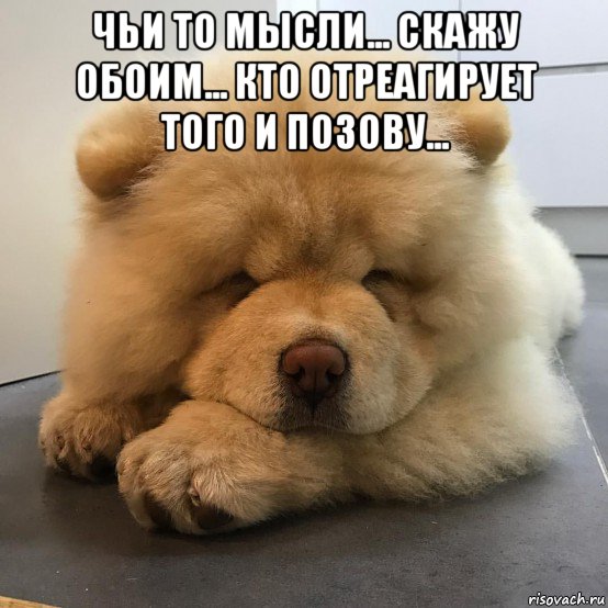 чьи то мысли... скажу обоим... кто отреагирует того и позову... , Мем Я СВЯТО ВЕРЮ ЧТО СОБАКА - ПОСЛЕДНИЙ АНГЕЛ НА ЗЕМЛЕ