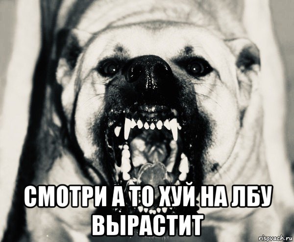  смотри а то хуй на лбу вырастит, Мем Живодерня для бешеных