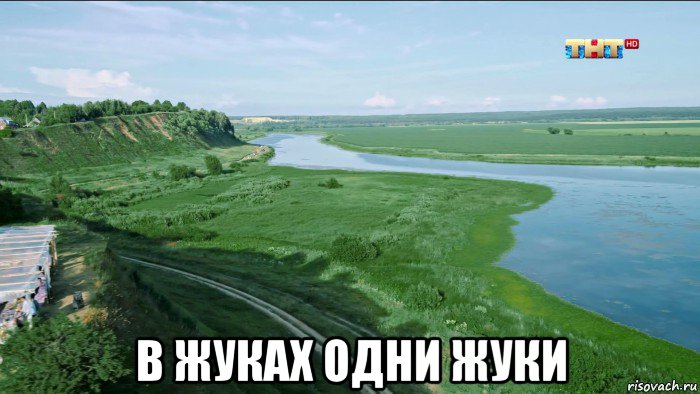 в жуках одни жуки, Мем Жуки