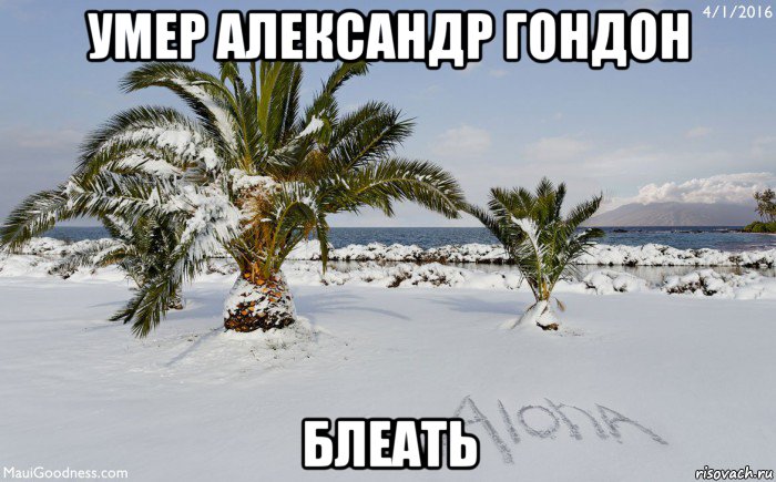 умер александр гондон блеать, Мем Алоха блеать