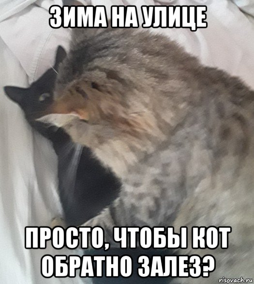 зима на улице просто, чтобы кот обратно залез?, Мем БарСемен
