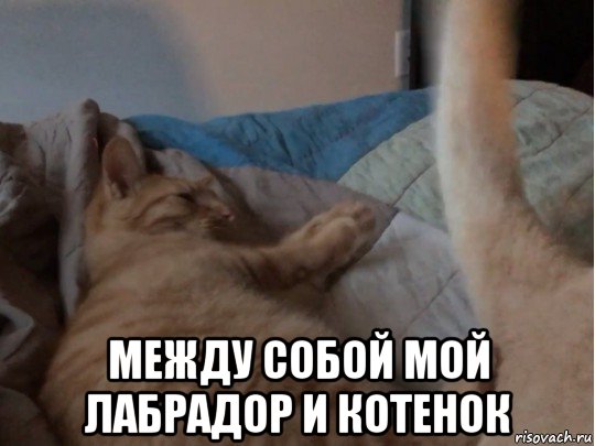  между собой мой лабрадор и котенок, Мем БарСемен