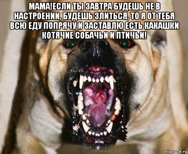 мама!если ты завтра будешь не в настроении, будешь злиться, то я от тебя всю еду попрячу и заставлю есть какашки котячие собачьи и птичьи! , Мем бешеная собака