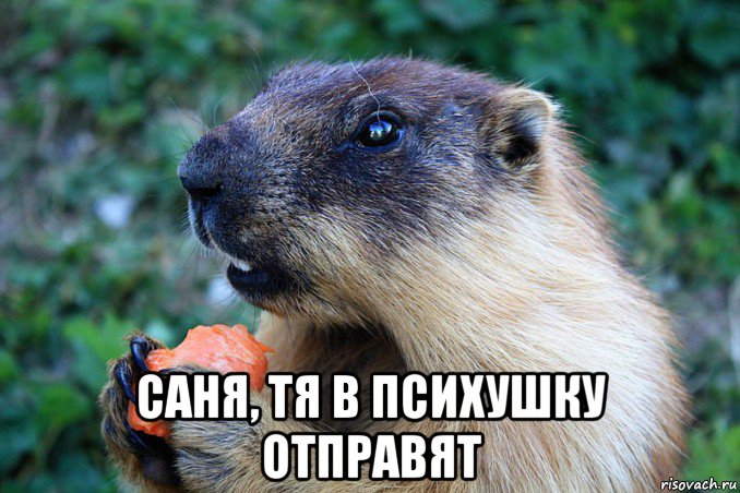  саня, тя в психушку отправят, Мем Бубонная Чума