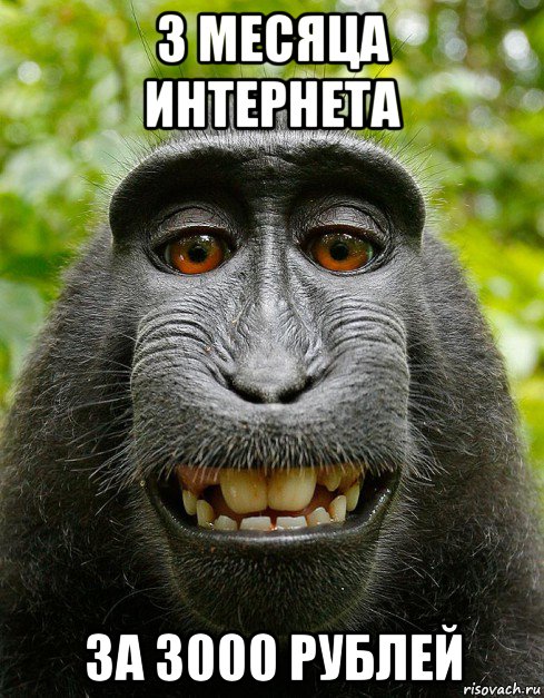 3 месяца интернета за 3000 рублей, Мем  Довольная обезьяна