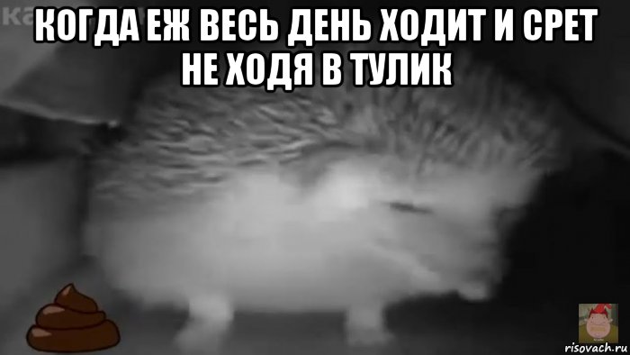 когда еж весь день ходит и срет не ходя в тулик , Мем Ежик чихнул и насрал дома