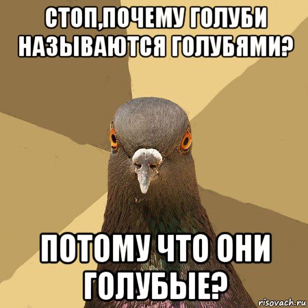 стоп,почему голуби называются голубями? потому что они голубые?, Мем голубь