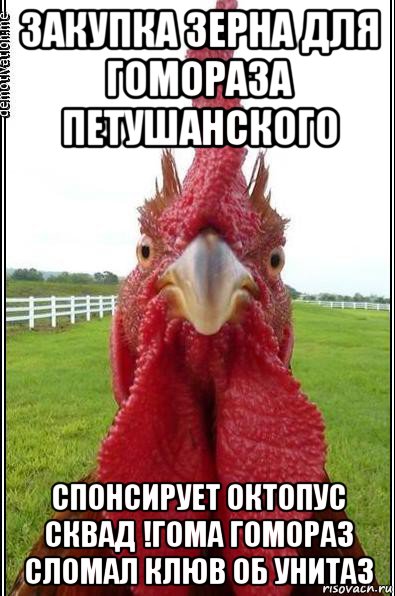 закупка зерна для гомораза петушанского спонсирует октопус сквад !гома гомораз сломал клюв об унитаз