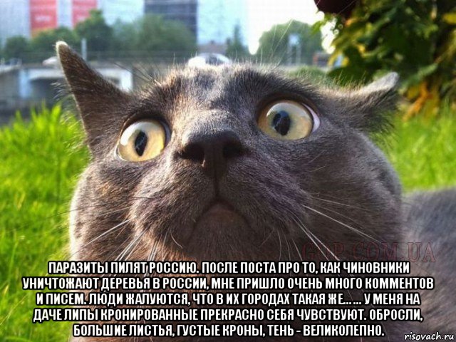  паразиты пилят россию. после поста про то, как чиновники уничтожают деревья в россии, мне пришло очень много комментов и писем. люди жалуются, что в их городах такая же… ... у меня на даче липы кронированные прекрасно себя чувствуют. обросли, большие листья, густые кроны, тень - великолепно.