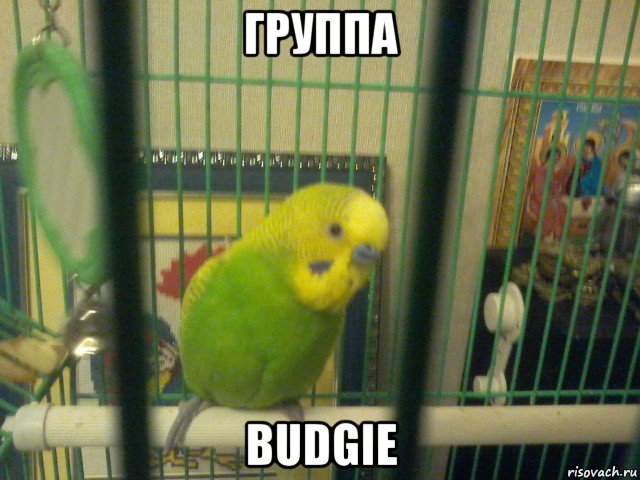группа budgie, Мем Гриша в тюрьме