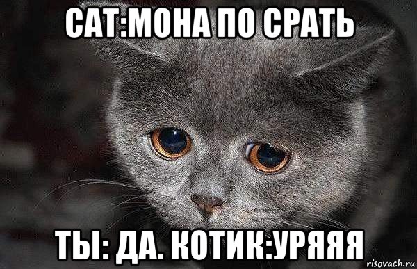 cat:мона по срать ты: да. котик:уряяя, Мем  Грустный кот