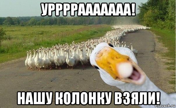 уррррааааааа! нашу колонку взяли!, Мем гуси