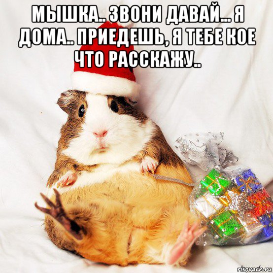 мышка.. звони давай... я дома.. приедешь, я тебе кое что расскажу.. , Мем Хомяк дед мороз