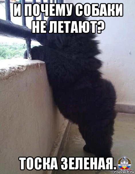 и почему собаки не летают? тоска зеленая., Мем Копчёный приветы шлёт