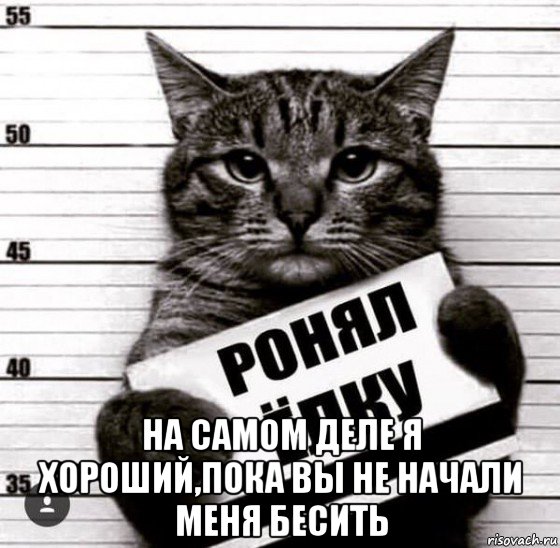  на самом деле я хороший,пока вы не начали меня бесить, Мем Кот-преступник