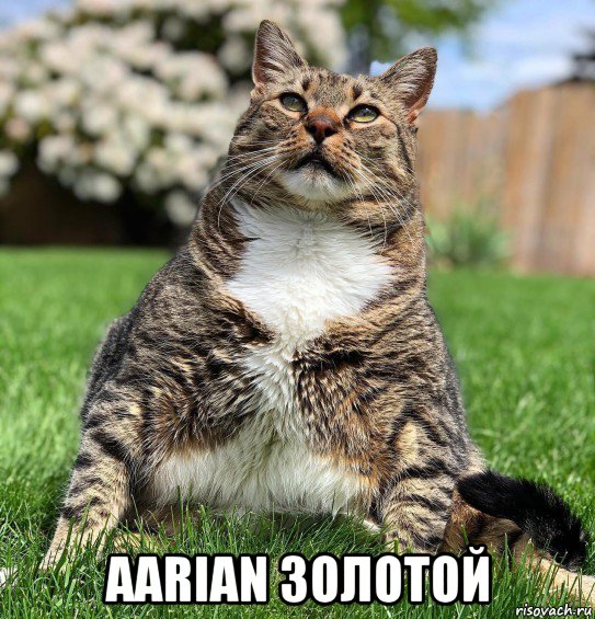  aarian золотой, Мем Котик Мука