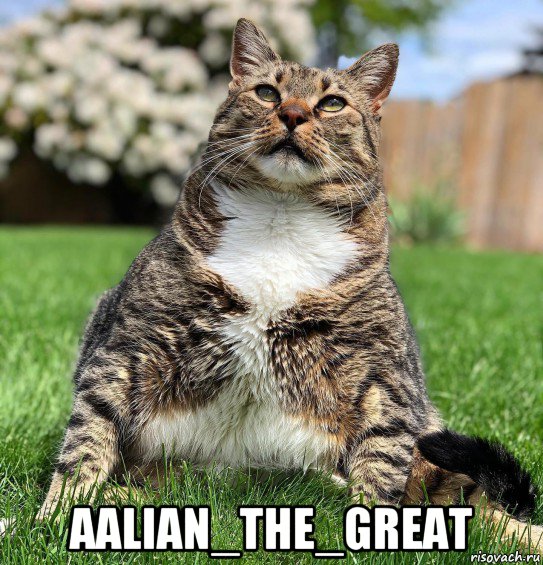  aalian_the_great, Мем Котик Мука