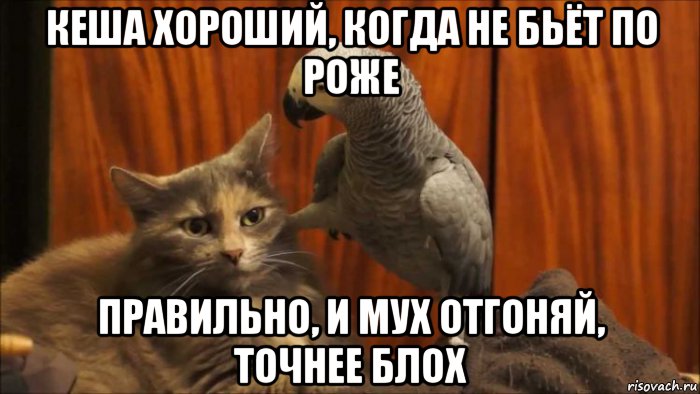 кеша хороший, когда не бьёт по роже правильно, и мух отгоняй, точнее блох, Мем Лесь подерянський