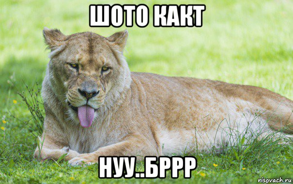 шото какт нуу..бррр, Мем Львица Кукира