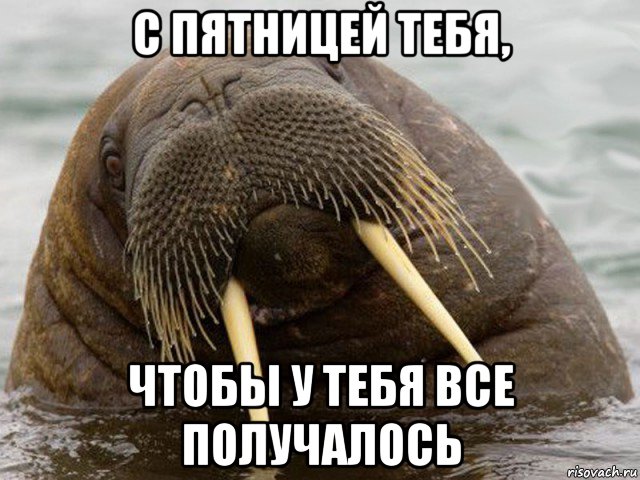 с пятницей тебя, чтобы у тебя все получалось