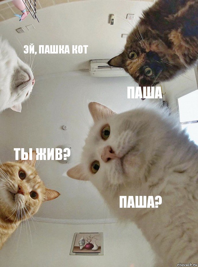 Эй, пашка кот Паша Ты жив? Паша?