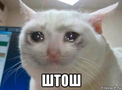  штош, Мем Несчастный кот 2