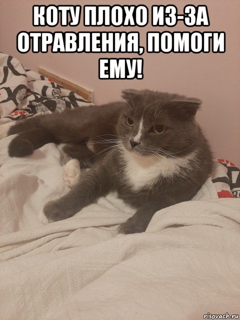 коту плохо из-за отравления, помоги ему! , Мем Пашуха