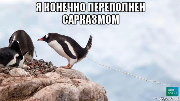я конечно переполнен сарказмом , Мем Пингуин