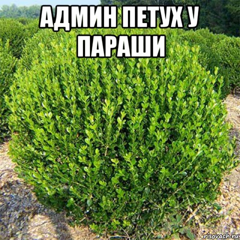 админ петух у параши , Мем Самшит