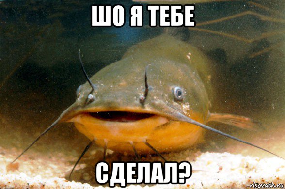 шо я тебе сделал?