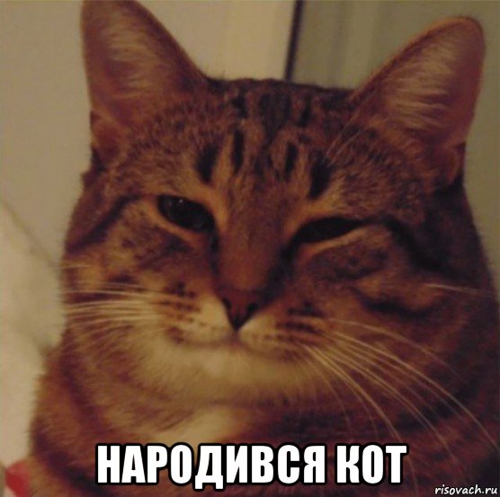  народився кот, Мем Спар