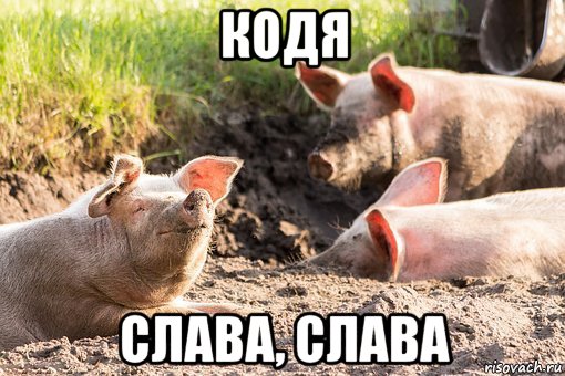 кодя слава, слава, Мем Свиньи