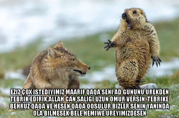  eziz çox istediyimiz maarif qaqa seni ad gununu urekden tebrik edirik.allah can saligi uzun omur versin. tebrike behruz qaqa ve hesen qaqa qosulur.bizler senin yaninda ola bilmesek bele hemiwe ureyimizdesen, Мем Волк и суслик