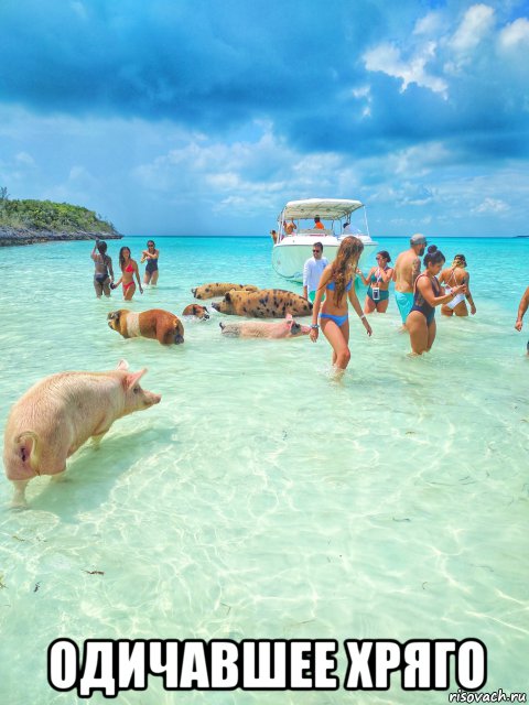  одичавшее хряго, Мем Bahamas - Big Major Cay - Pig Beach