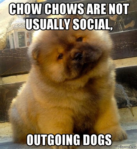 chow chows are not usually social, outgoing dogs, Мем Chow chows are not usually social outgoing dogs